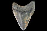 Fossil Megalodon Tooth - North Carolina #109013-2